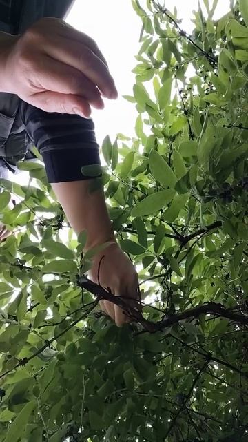 Дачные дела ни когда не заканчиваются😅Согласны?Музыка:Натали "Поехали на дачу" #дача #урожай