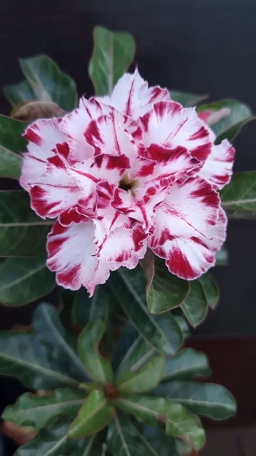 Адениум Black Amaryllis mut❤️