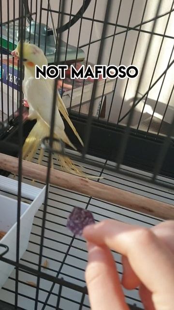 Киви оффициально не мафиоза