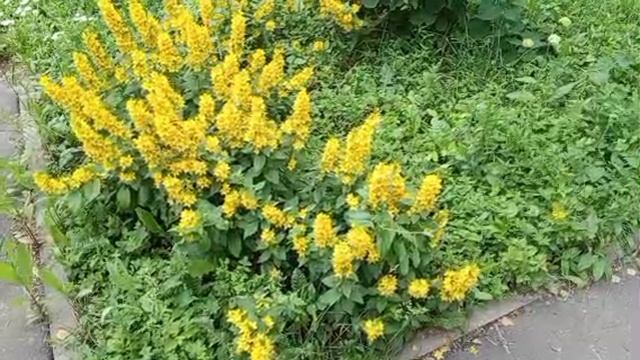 1000008571.mp4