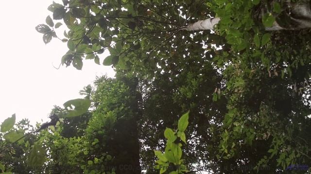 Земля звучит лучше любой симфонии в этом ролике - she is a system of repetitions -- los pilotos -- n