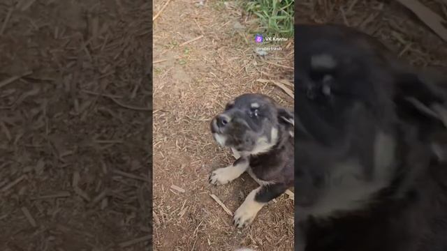 Встретила стаю голодных щенков 🥺