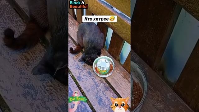 кто хитрее