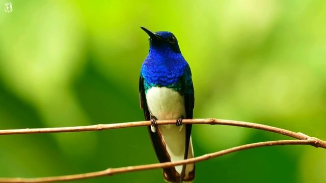 Most Beautiful Blue Birds _ Stunning Nature _ Relaxing Birds Sound _ Symphony of