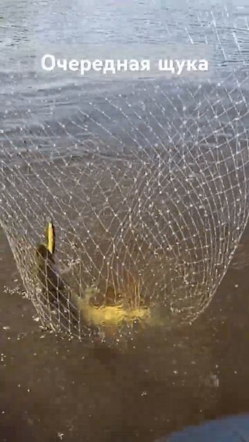 Рыбалка на щуку #рыбалка #троллинг #fishing #щука #рыбалканадесне