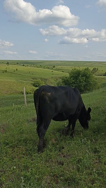 Нетели на пастбище