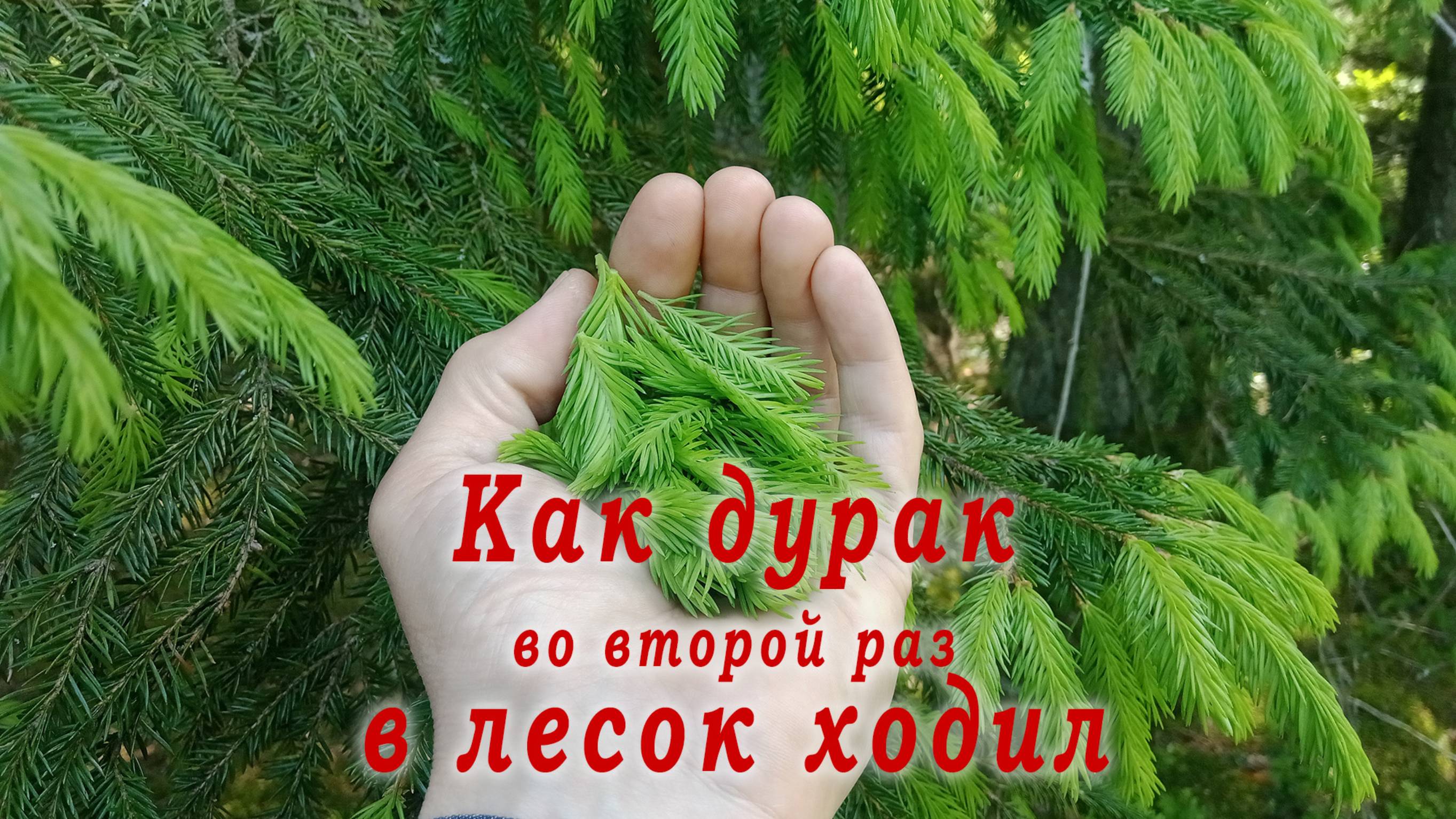Дурак в лесу 2