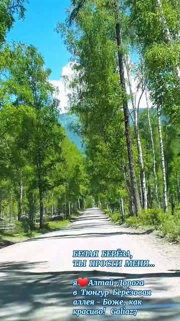 Алтай Дорога в Тюнгур Берёзовая Аллея