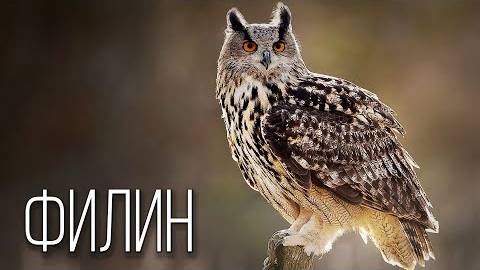 Филин_ Ночной Охотник _ Интересные факты про филинов