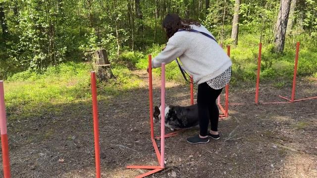 КОРГИ ФРОСТ НАШЕЛ БРАТА / Путешествие с собакой на Hello Camper