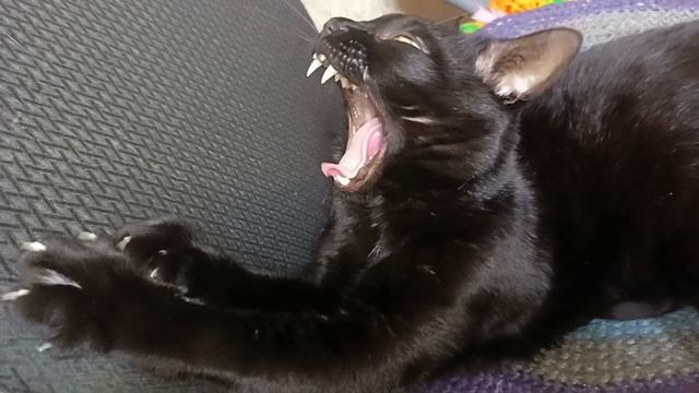 Маленькая домашняя пантера🐈⬛ Просто красавчик😸