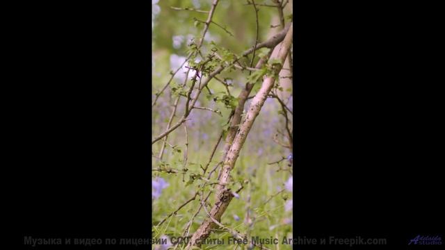 Вы никогда не слышали ничего подобного - это взорвет ваш разум! - Fly Away (EDM  Instrumental) -- Zi