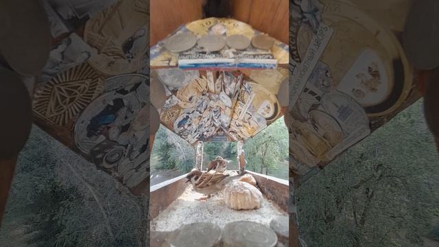 1000044733.mp4Жизнь кормушки.15.06.2025г.