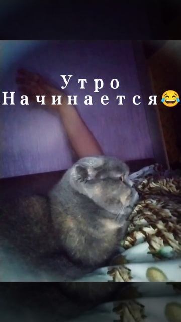 Так начинается мой день #жизньпосле #доброеутро #кошки