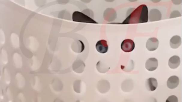 Смешное видео с котиками