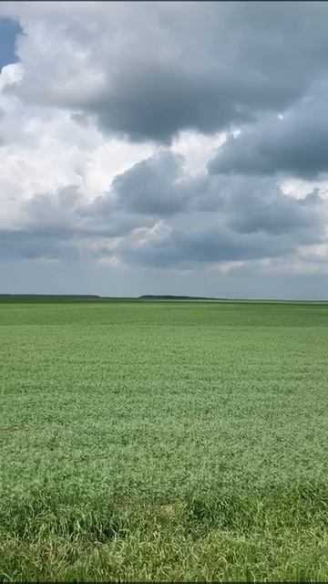 наше поле