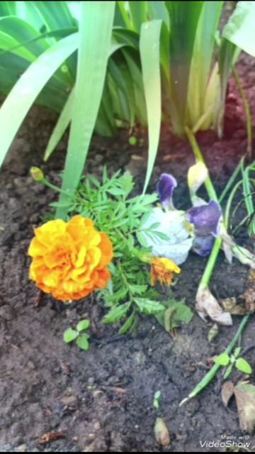 Хмурое утро