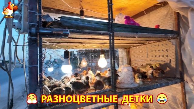 Цыплята и утята милые пушистики растут на радость хозяину (40)