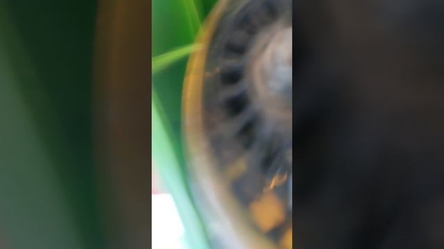 шок хагис научился водить машину 😲😯