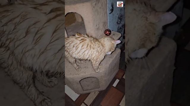 Пикселюша на ночь глядя намяукал гуляющему Рыжику ливень 🌜😽⛈️☔️🐈