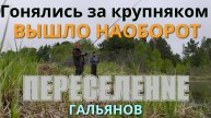 Выезд на рыбалку за ТРОФЕЙНЫМ КАРАСЁМ обернулся ловлей и переселением ГАЛЬЯНОВ из лужи в реку!!!