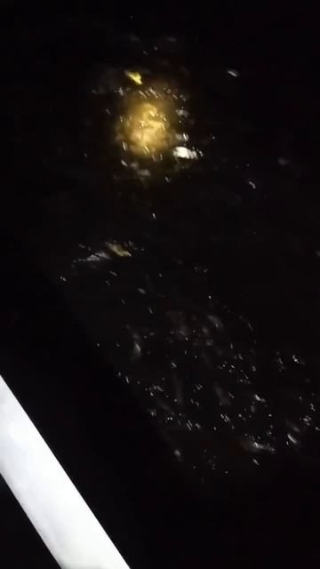 Много рыбы не бывает !