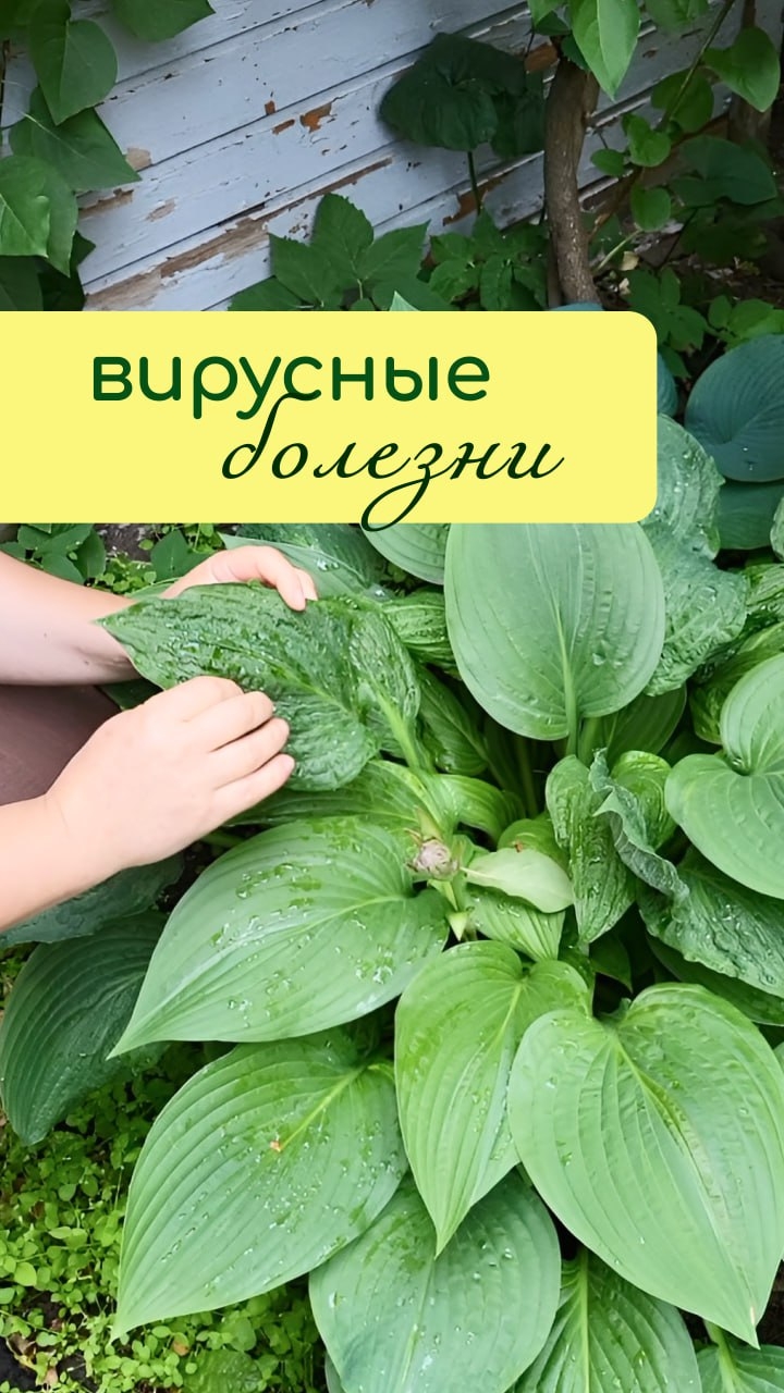 ВИРУСНЫЕ болезни растений