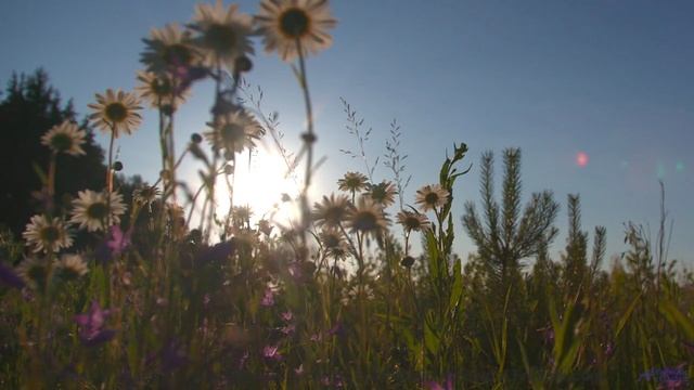 Это место НАСТОЯЩЕЕ Люди в шоке! - Celebration -- Scott Holmes Music -- Inspiring Background Music