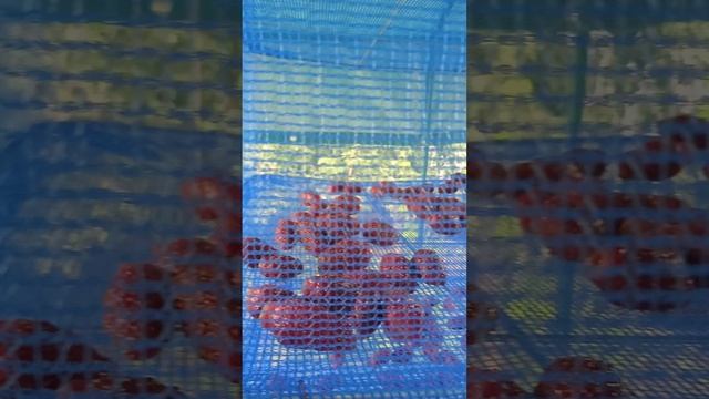 Пробуем новую сушилку- сушим земклубнику Купчиху