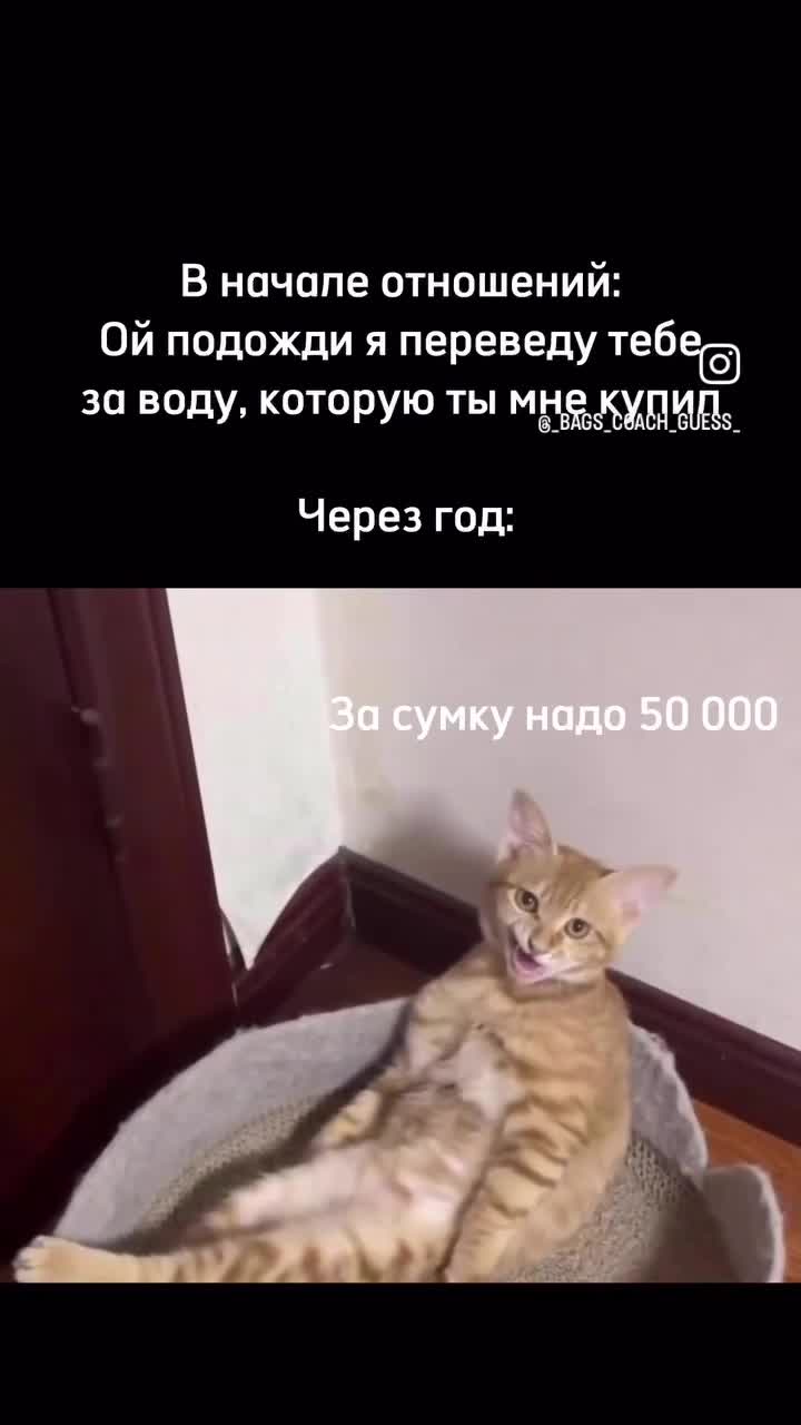 Рыжая кошка лежит в лежанке скрестив лапы и мяукает 🐈