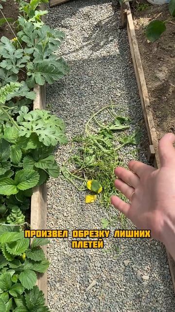 Арбуз  наращивает вегетативную массу
#гиганты_АМИНОСИЛ_2025
#БуйскиеУдобрения
#средства_за
