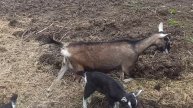 Козлятам две недели. Приучаем гулять вместе с другими животными.