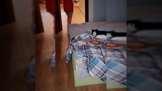 игривый кот Сенька😺