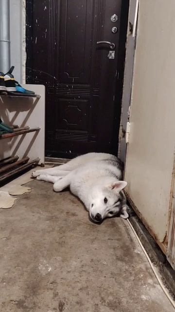 Джек собирается гулять 😊