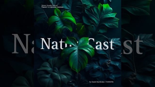 Sounds of night forest