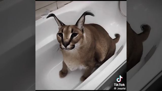 Шлёпа