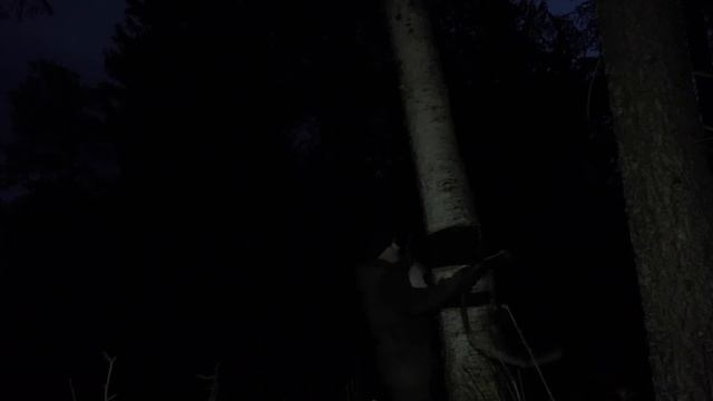 С МИНИМАЛЬНЫМ СНАРЯЖЕНИЕМ ОДИН В ТАЙГЕ | УКРЫТИЕ в ЛЕСУ, РЫСЬ с котятами, ВЫЖИВАНИЕ в дикой природе