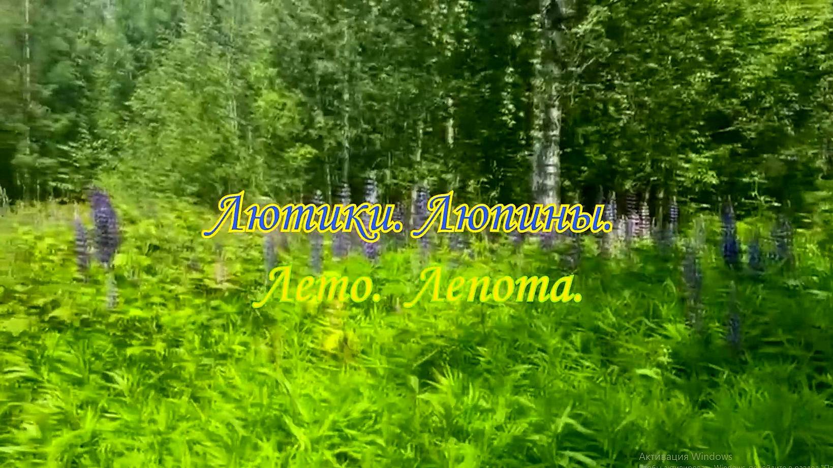 Лето. Лепота. Лютики. Люпины.