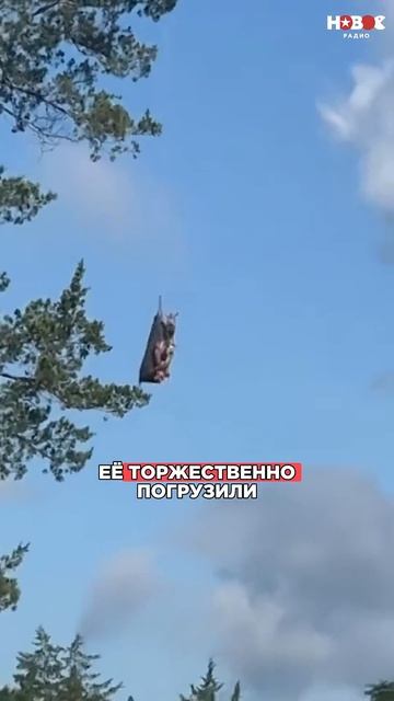 ШОК! Зебра ОБМАНУЛА пробки! #такси #видеосживотными #животные #пробки #утро #музыка