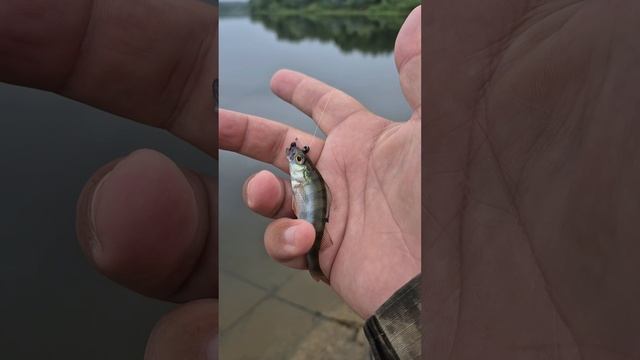 Вечерний ПРЕСТИЖНЫЙ мормышинг на водохранилище. Ловлю мормышингом и микроджигом. Окунь, щука