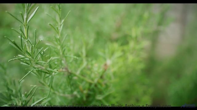 Лес оживает под этот бит! - my piano from benares -- Jean Toba -- a land where the poets dream