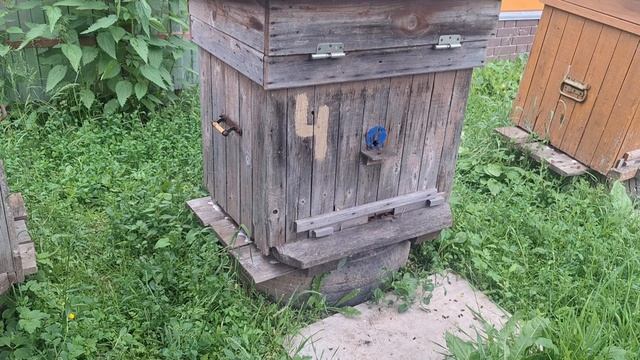 Состояние пчёлосемей, перед главным медосбором.