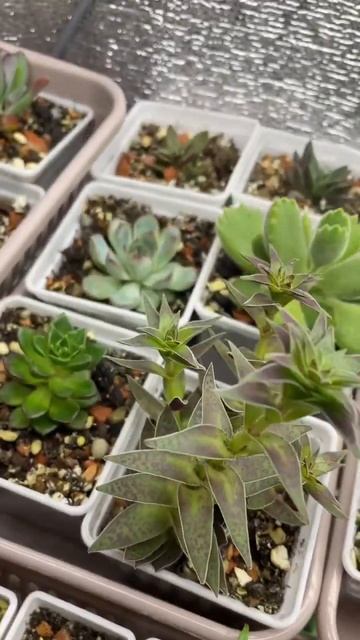 Крассула вытянулась? Что с ней не так? #succulents #крассула #суккуленты