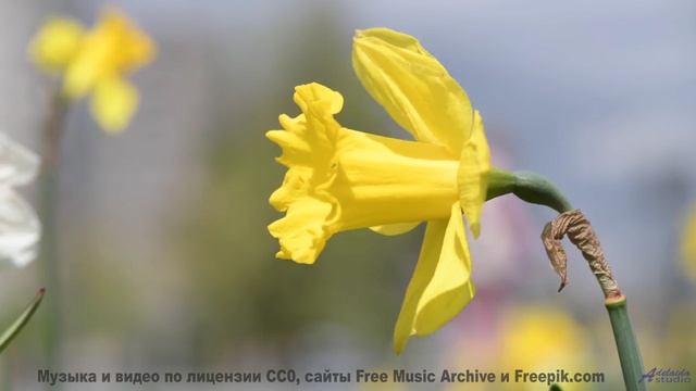 Это видео ЗАСТАВИТ тебя ПЛАКАТЬ! - Autumn Leaves -- Kirk Osamayo -- Season Two (GREEN)