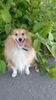 Тренировки собак.