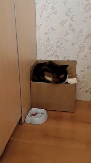 Кот футболит шарик. Сколько раз он его отбил?🤔😁
#смешныекоты#забавныеживотные#youtubeshorts
