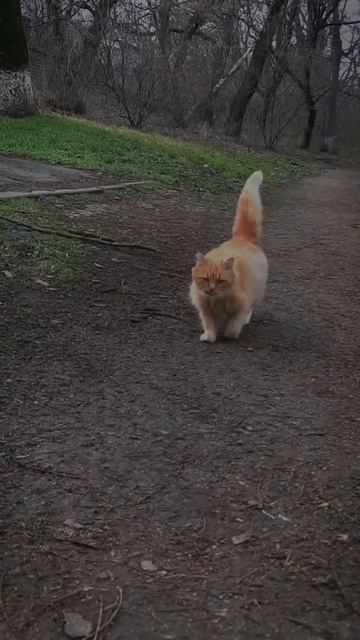 Ginger cat #cat #animals #love #cute #kitty