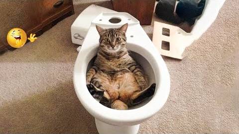 ПРИКОЛЫ С ЖИВОТНЫМИ ДО СЛЕЗ _ Смешные КОТЫ 2022 _ Приколы с КОТАМИ _ Funny ANIMALS video