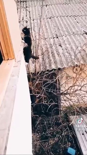 Хочется крикнуть "Браво" смелому котику 🤩😻😉🥰