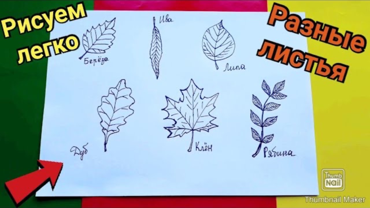 🍁Как БЫСТРО и ПРОСТО нарисовать ЛИСТЬЯ - Береза, Ива, Липа, Дуб, Клен и Рябина☘️🍃🍂🌱